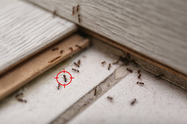 Trusted Reminderville, OH Pest Control Experts