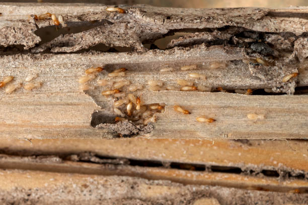 Wildlife Control Services in Reminderville, OH